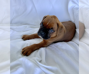 Boxer Puppy for sale in OTWELL, IN, USA