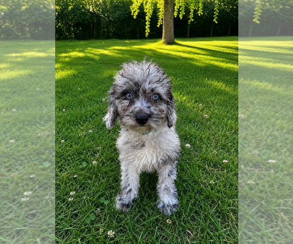 Medium Photo #13 Cavapoo (Miniature) Puppy For Sale in DURHAM, CT, USA