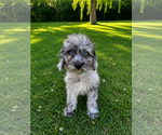 Small #12 Cavapoo (Miniature)
