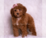 Small Photo #76 Goldendoodle (Miniature) Puppy For Sale in WARSAW, IN, USA