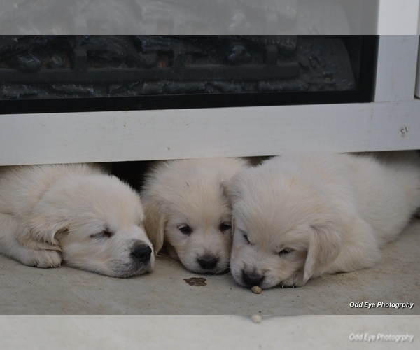 Medium Photo #14 Golden Retriever Puppy For Sale in WILTON, CA, USA