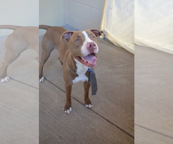 Medium Photo #3 Mutt Puppy For Sale in McKinney, TX, USA