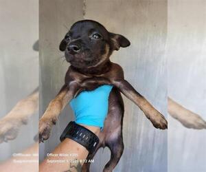 Chihuahua-Unknown Mix Dogs for adoption in San Antonio, TX, USA