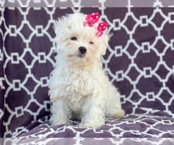 Medium Photo #6 Maltipoo Puppy For Sale in LAKELAND, FL, USA