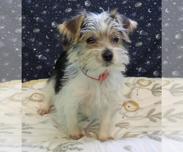 Medium Photo #23 Morkie Puppy For Sale in PATERSON, NJ, USA