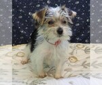 Small Photo #23 Morkie Puppy For Sale in PATERSON, NJ, USA