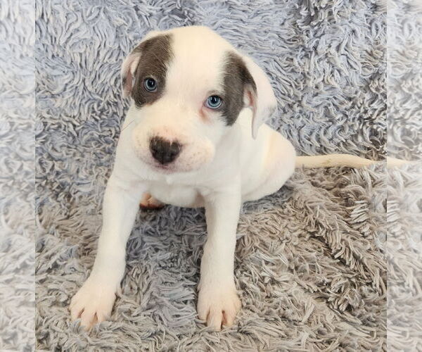 Medium Photo #1 Mutt Puppy For Sale in Fargo, ND, USA