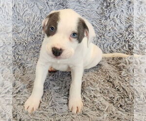 Mutt Dogs for adoption in Fargo, ND, USA