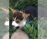 Small Photo #2 Pembroke Welsh Corgi Puppy For Sale in KINGSVILLE, MO, USA