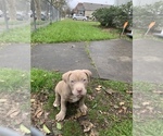 Small Photo #12 American Pit Bull Terrier Puppy For Sale in NORFOLK, VA, USA