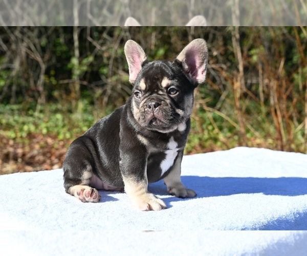 Medium Photo #7 French Bulldog Puppy For Sale in DECATUR, GA, USA