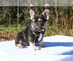 Small #6 French Bulldog