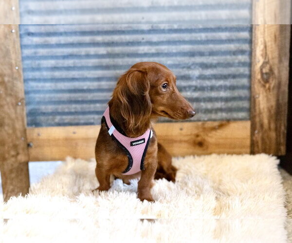 Medium Photo #2 Dachshund Puppy For Sale in St. Louis Park, MN, USA