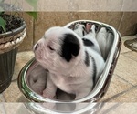 Small #7 American Bullnese
