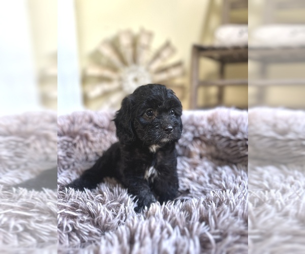 Medium Photo #1 Cavapoo (Miniature) Puppy For Sale in ORLANDO, FL, USA