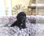 Small Cavapoo (Miniature)
