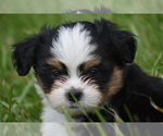 Small #6 Auss-Tzu