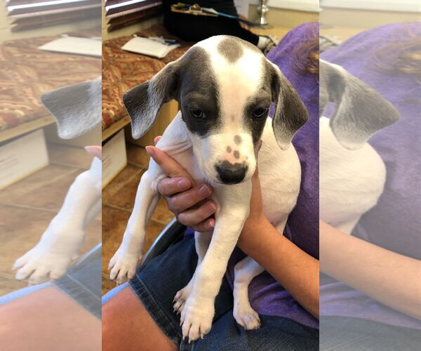 Medium Photo #2 American Pit Bull Terrier-Labrador Retriever Mix Puppy For Sale in Amarillo, TX, USA