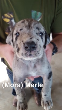 Medium Photo #4 Great Dane Puppy For Sale in DEVINE, TX, USA
