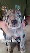 Small Photo #4 Great Dane Puppy For Sale in DEVINE, TX, USA