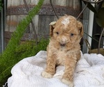 Small #6 Cavapoo