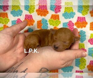 Poodle (Toy) Puppy for sale in WINNSBORO, LA, USA