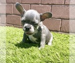 Small Photo #106 French Bulldog Puppy For Sale in CHICAGO, IL, USA