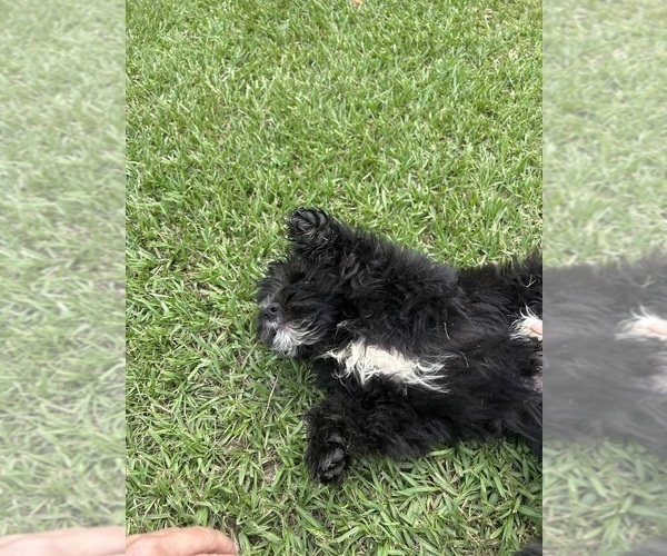 Medium Photo #1 F2 Aussiedoodle Puppy For Sale in BUSH, LA, USA