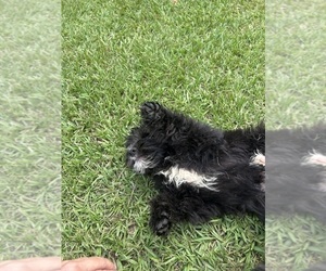 Medium F2 Aussiedoodle
