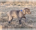 Small Photo #7 Great Dane Puppy For Sale in OLATHE, CO, USA