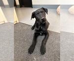 Small Great Dane Mix