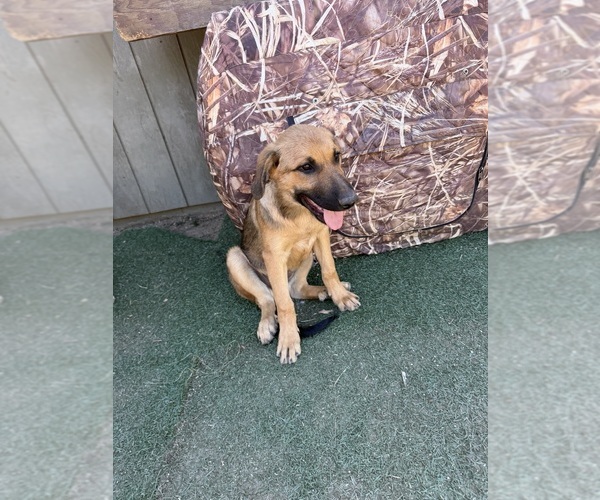 Medium Photo #3 German Shepherd Dog-Great Pyrenees Mix Puppy For Sale in PENRYN, CA, USA