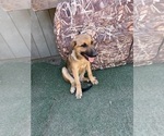 Small #2 German Shepherd Dog-Great Pyrenees Mix