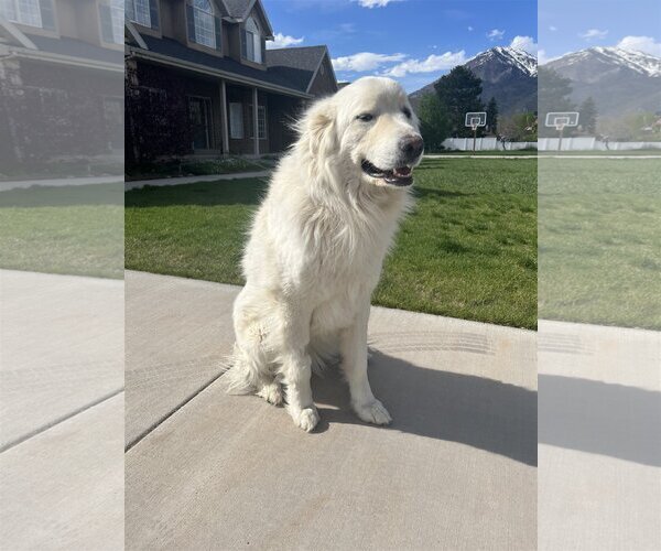 Medium Photo #3 Great Pyrenees Puppy For Sale in Bountiful, UT, USA