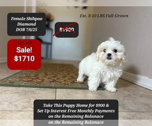 Shih-Poo Puppy for sale in TUCSON, AZ, USA