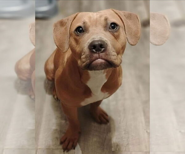 Medium Photo #1 Labralas Puppy For Sale in Alexander, AR, USA