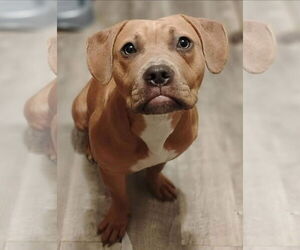 Labralas Dogs for adoption in Alexander, AR, USA