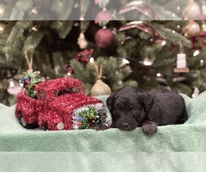 Aussie-Poo-Aussiedoodle Mix Puppy for sale in CONNERSVILLE, IN, USA