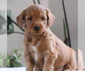 Goldendoodle-Poodle (Miniature) Mix Puppy for sale in AUGUSTA, WV, USA