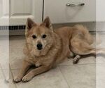 Small #3 Labrador Retriever-Pomeranian Mix