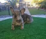 Small Photo #16 French Bulldog Puppy For Sale in N LAS VEGAS, NV, USA