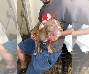 American Pit Bull Terrier Puppy for sale in ROCHESTER, NY, USA