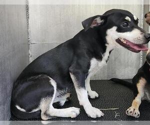 Chihuahua-Unknown Mix Dogs for adoption in San Antonio, TX, USA
