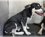 Small Chihuahua Mix
