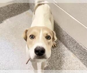 Carolina Dog Dogs for adoption in Houston, TX, USA