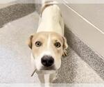 ELSIE - Female Carolina Dog Dog for Adoption - Small photo