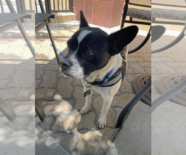 Medium Photo #4 Boston Terrier-Unknown Mix Puppy For Sale in Huntington Beach, CA, USA