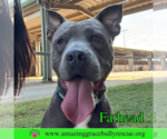 Small #7 American Pit Bull Terrier Mix