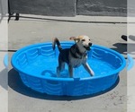 Small #6 Siberian Husky Mix