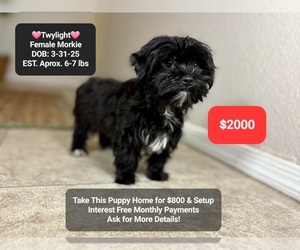 Morkie Puppy for sale in TUCSON, AZ, USA